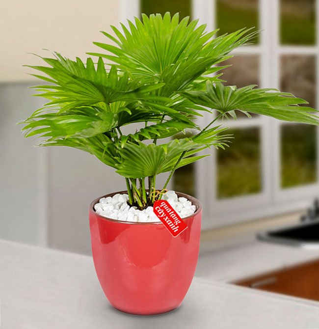 cay-xanh-phong-thuy-trang-tri-tai-qua-tang-cay-xanh-com (11)